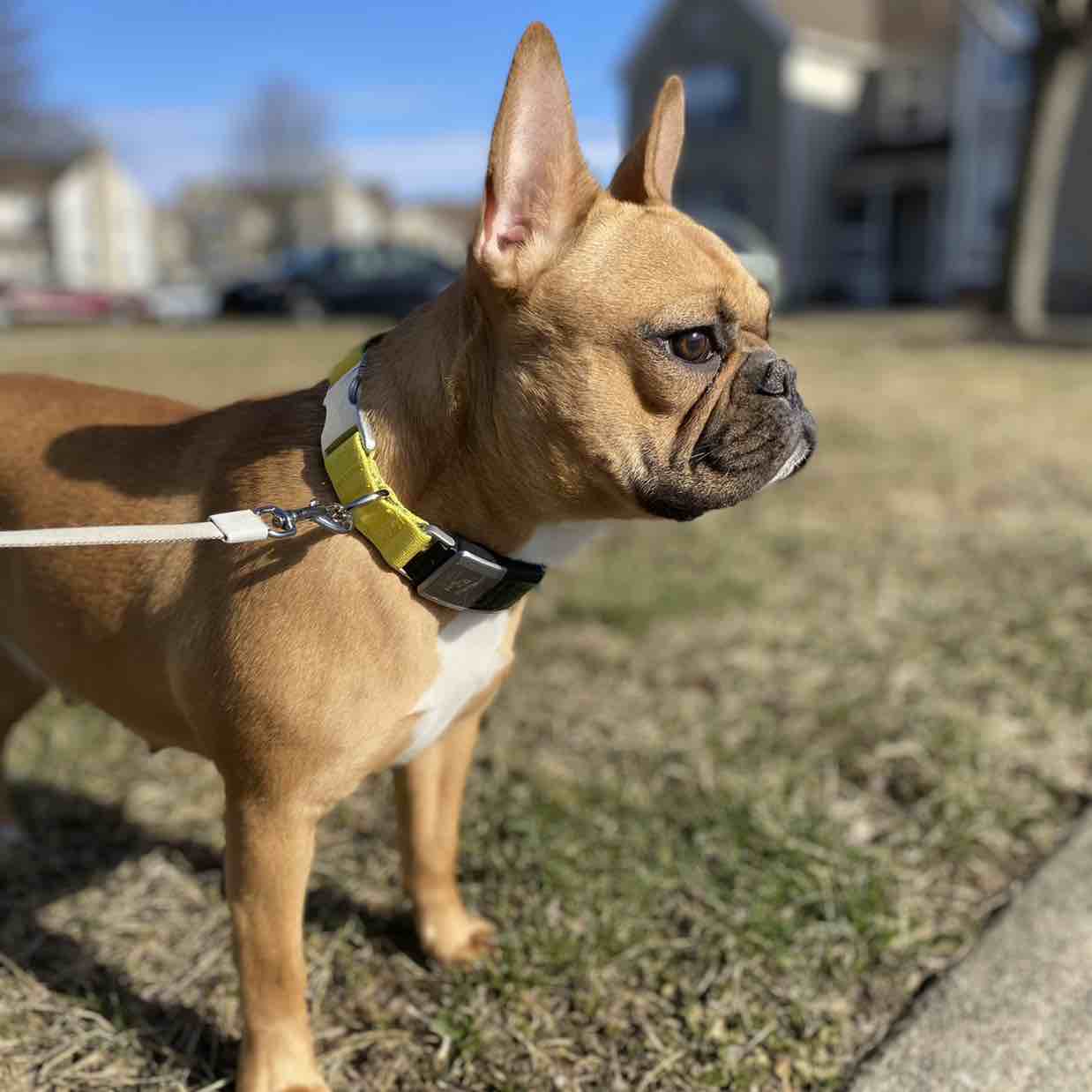 A picture of Canela, a 4 years 5 months old Other dog.