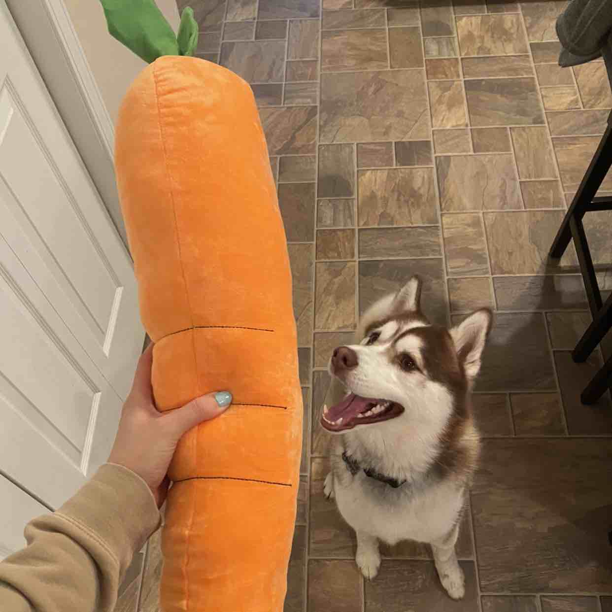 A picture of Sasuke, a 4 years 9 months old Other dog.