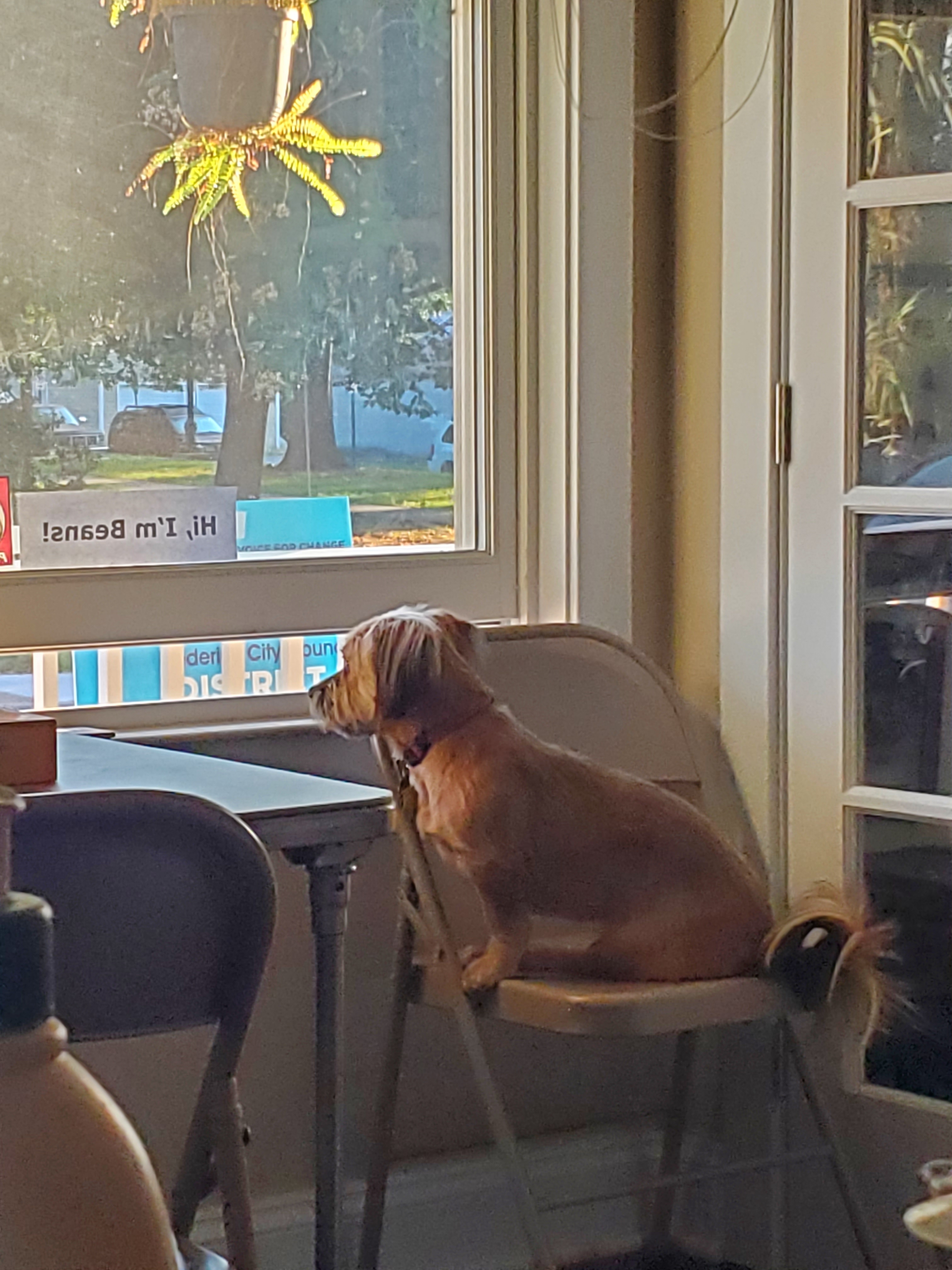 A picture of Beans, a 2 years 6 months old Other Mix dog.