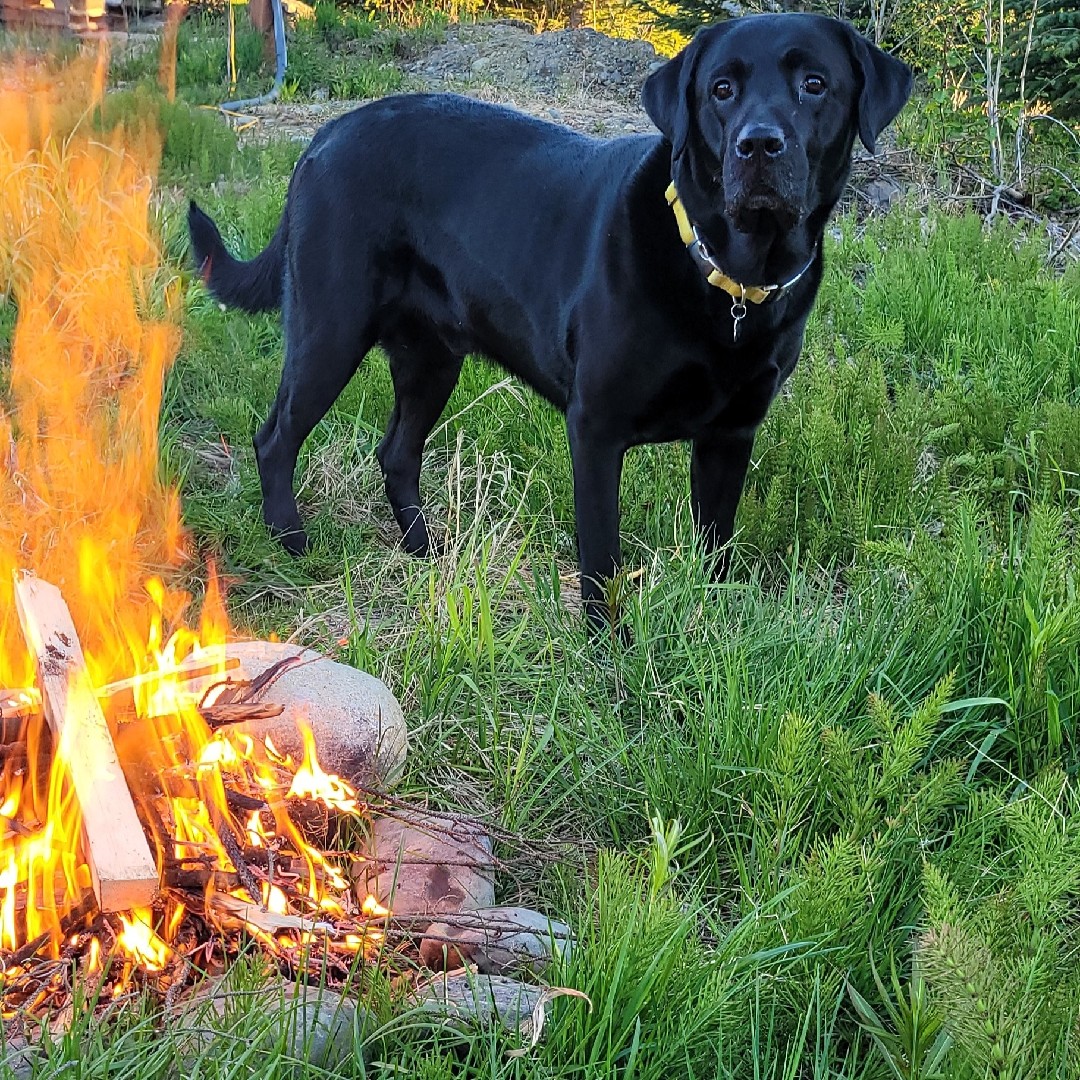 A picture of Barrel, a 10 years 10 months old Other dog.