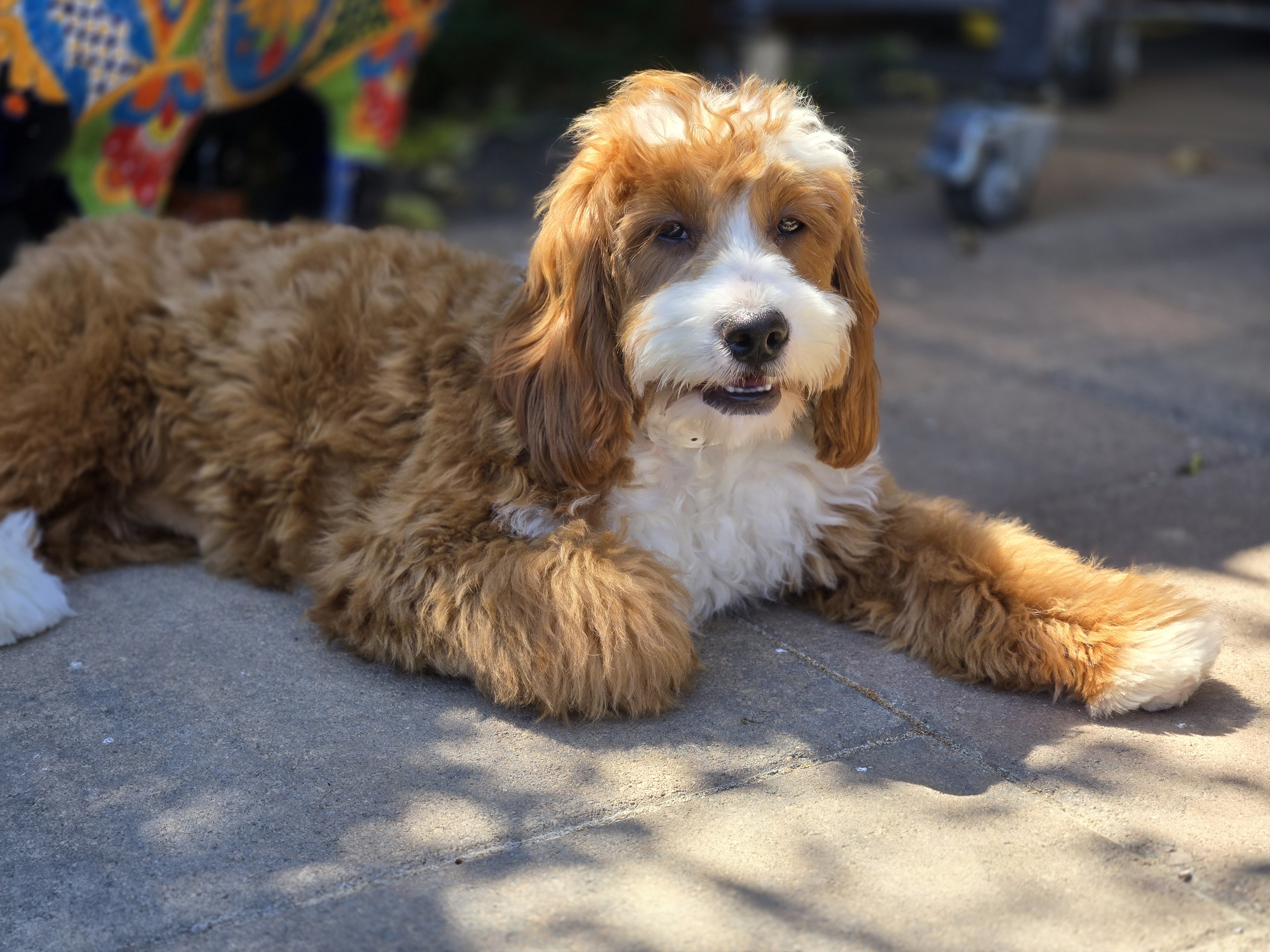 A picture of Brandy, a 5 months old Other dog.