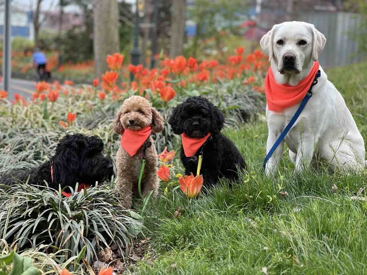 Milly | Fi Smart Dog Collar