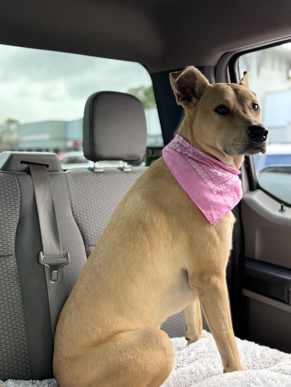 A picture of Maci May, a 3 years old Other Mix dog.