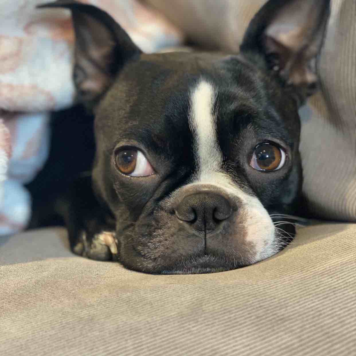 A picture of Juniper, a 6 years 4 months old Other dog.