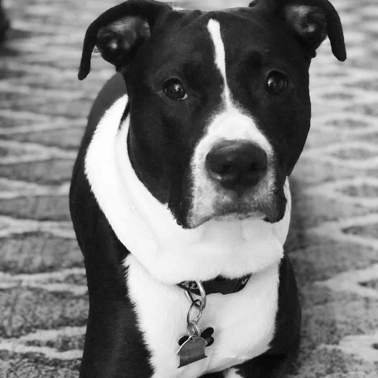 A picture of Dizzy, a 11 years 8 months old Other Mix dog.