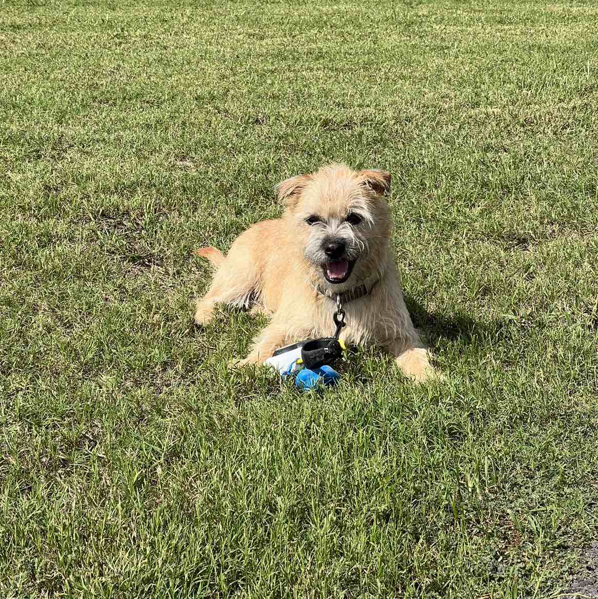 A picture of Willie (Rex) Ott, a 2 years 7 months old Other Mix dog.
