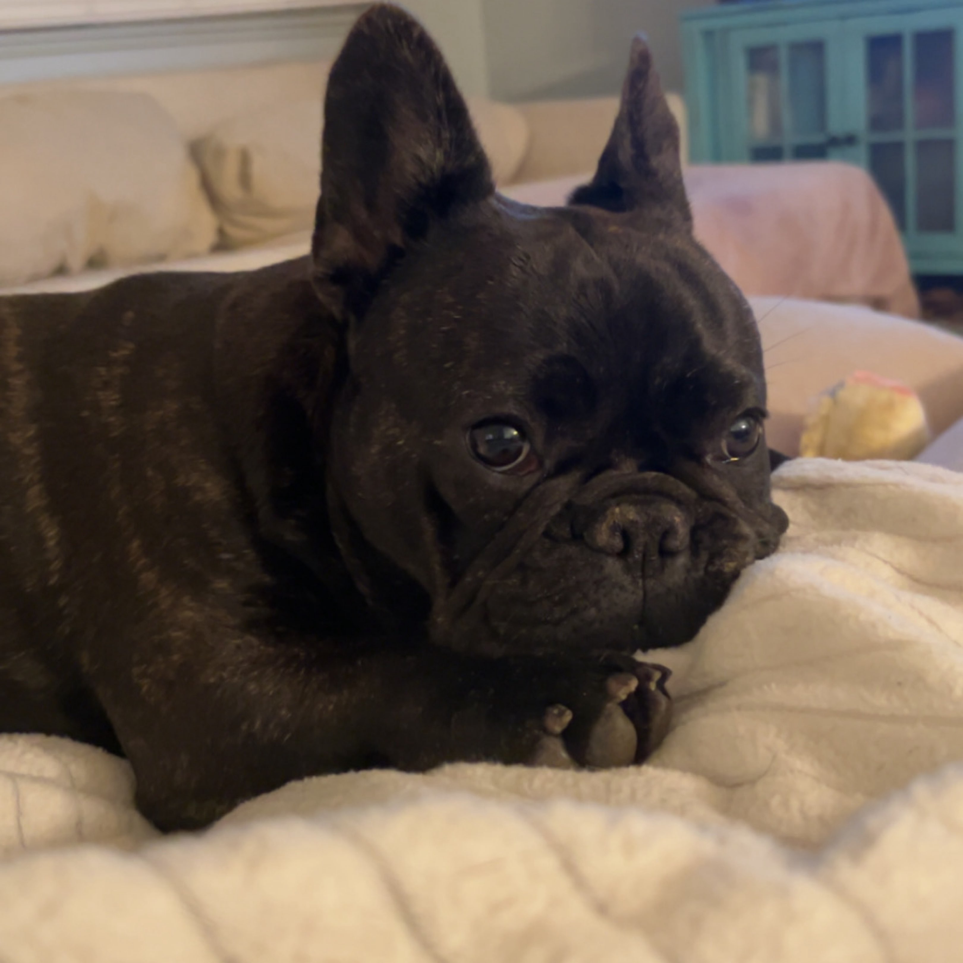 A picture of Nellie, a 8 months old Other dog.