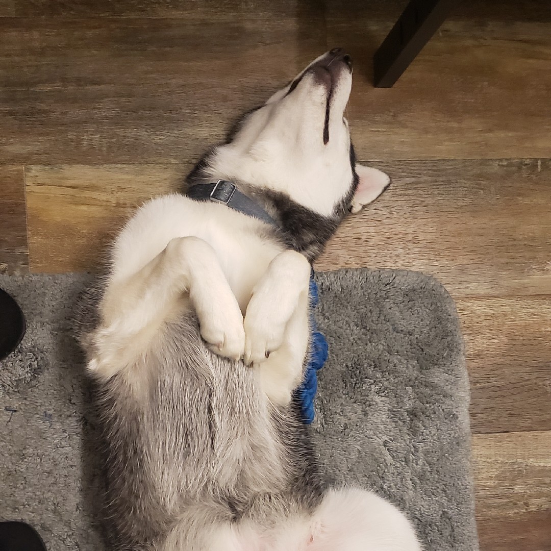 A picture of Niki, a 5 years 3 months old Other dog.
