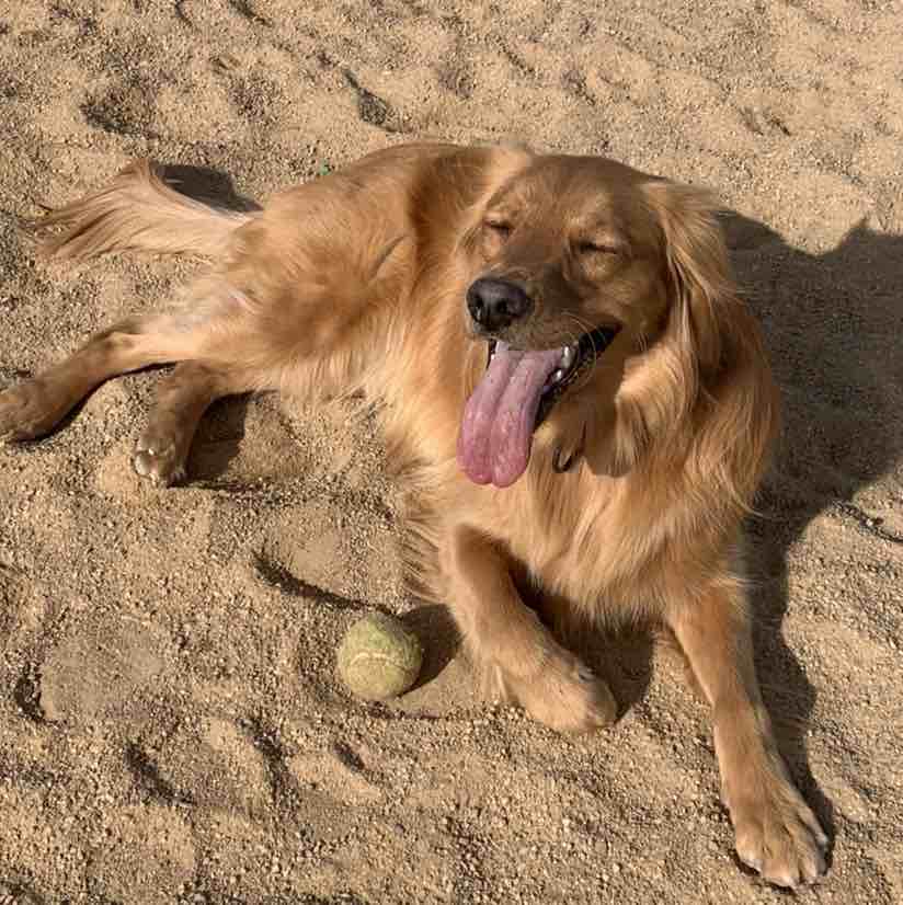 A picture of Wizbee, a 5 years 3 months old Other dog.