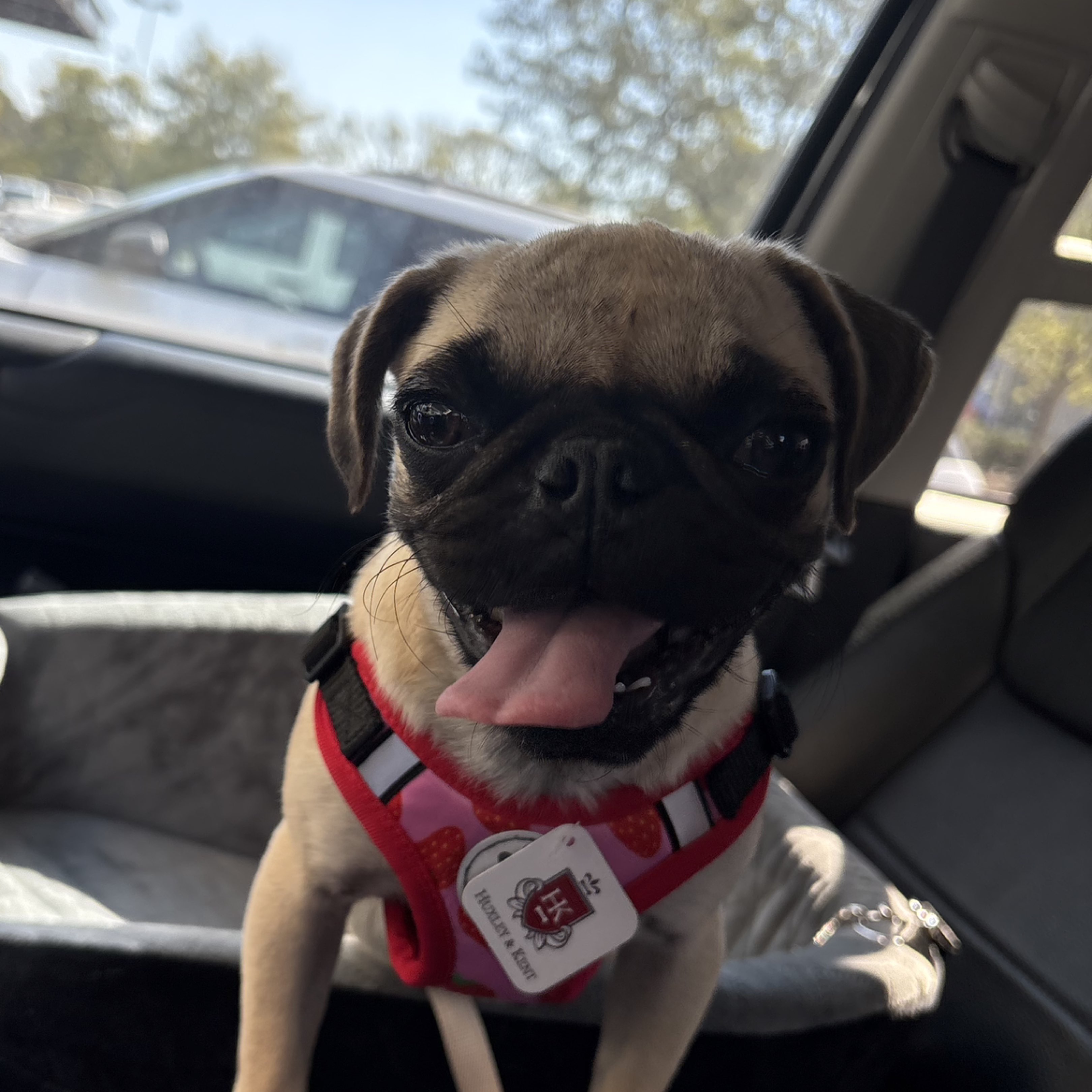 A picture of Winnie, a 6 months old Other dog.