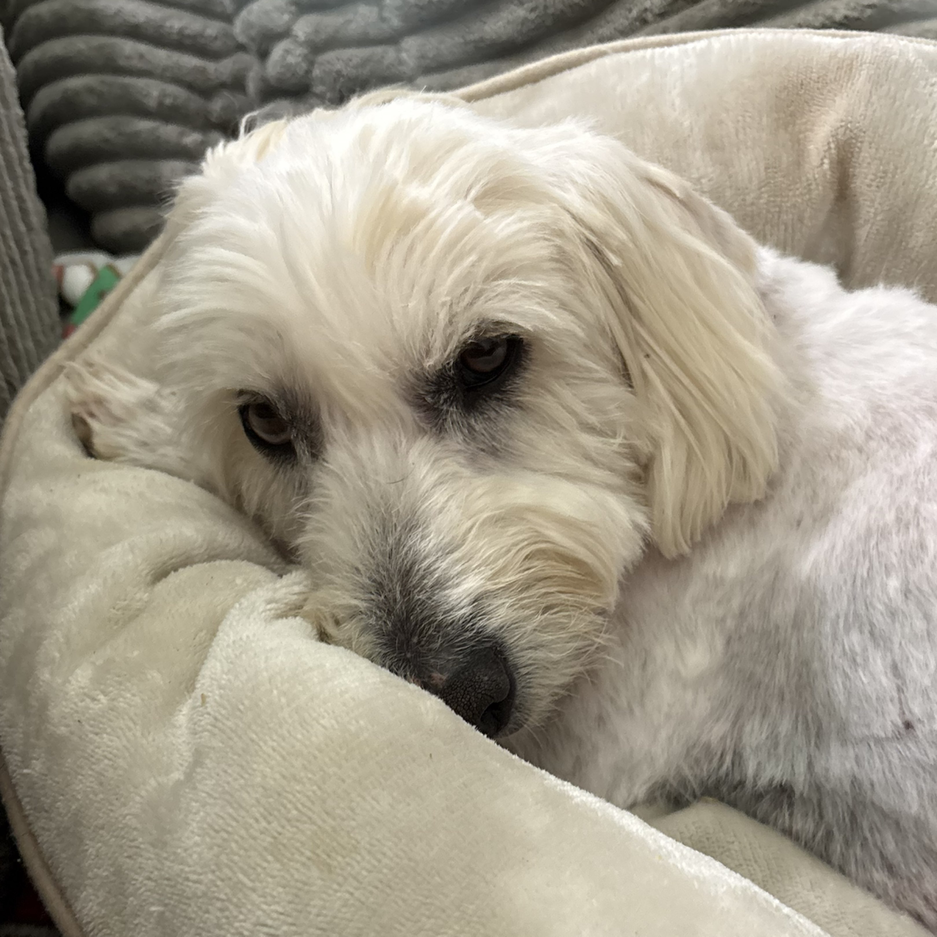 A picture of Nilly Vanilly, a 4 years 8 months old Other Mix dog.