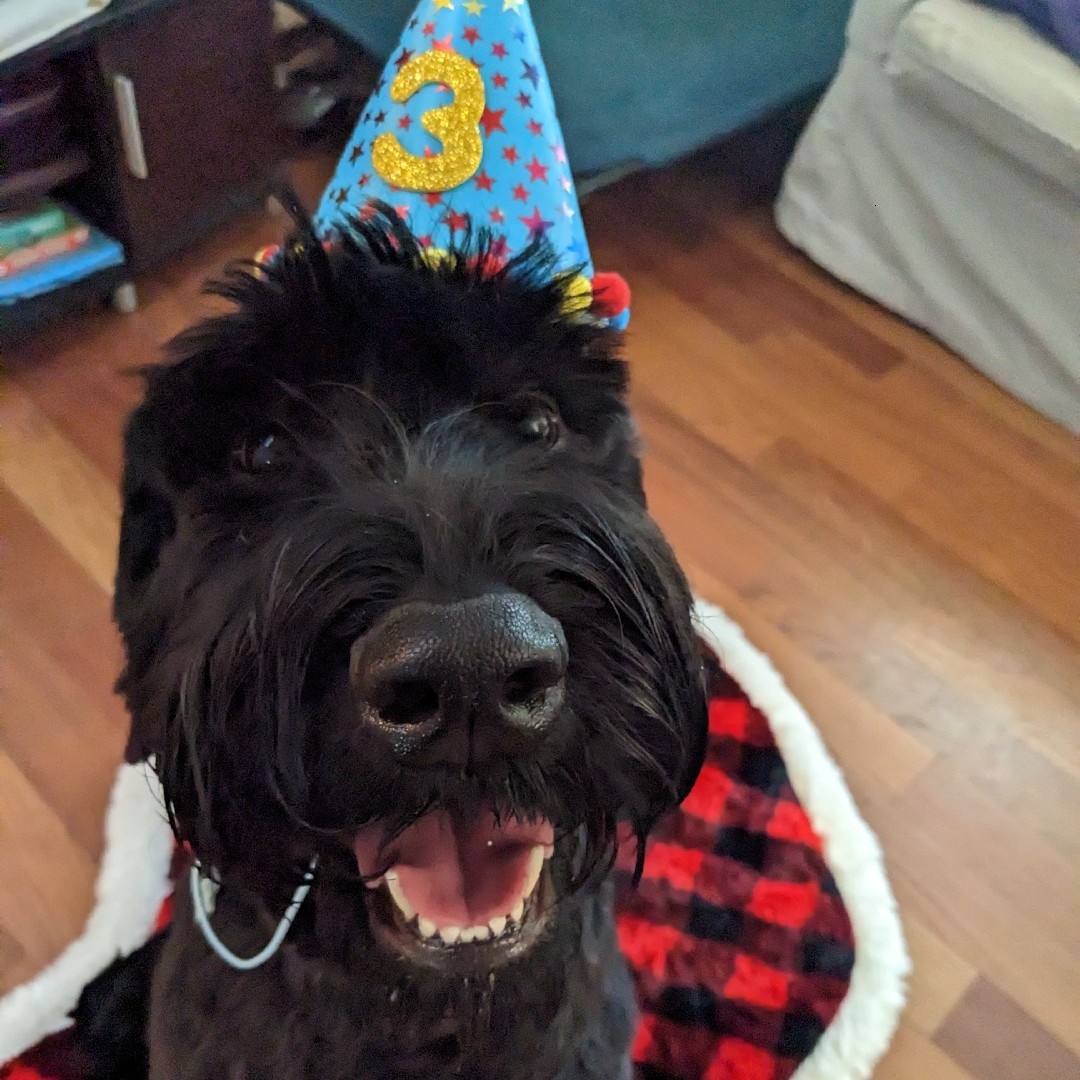A picture of Prissy, a 5 years 2 months old Other dog.