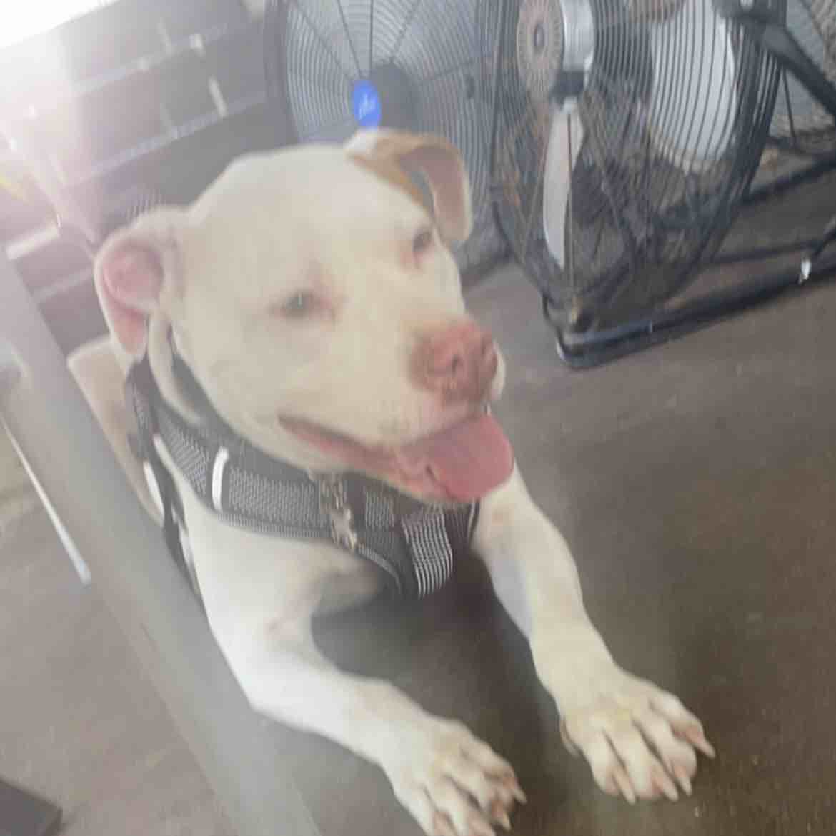 A picture of Sue Que, a 11 years old Other dog.