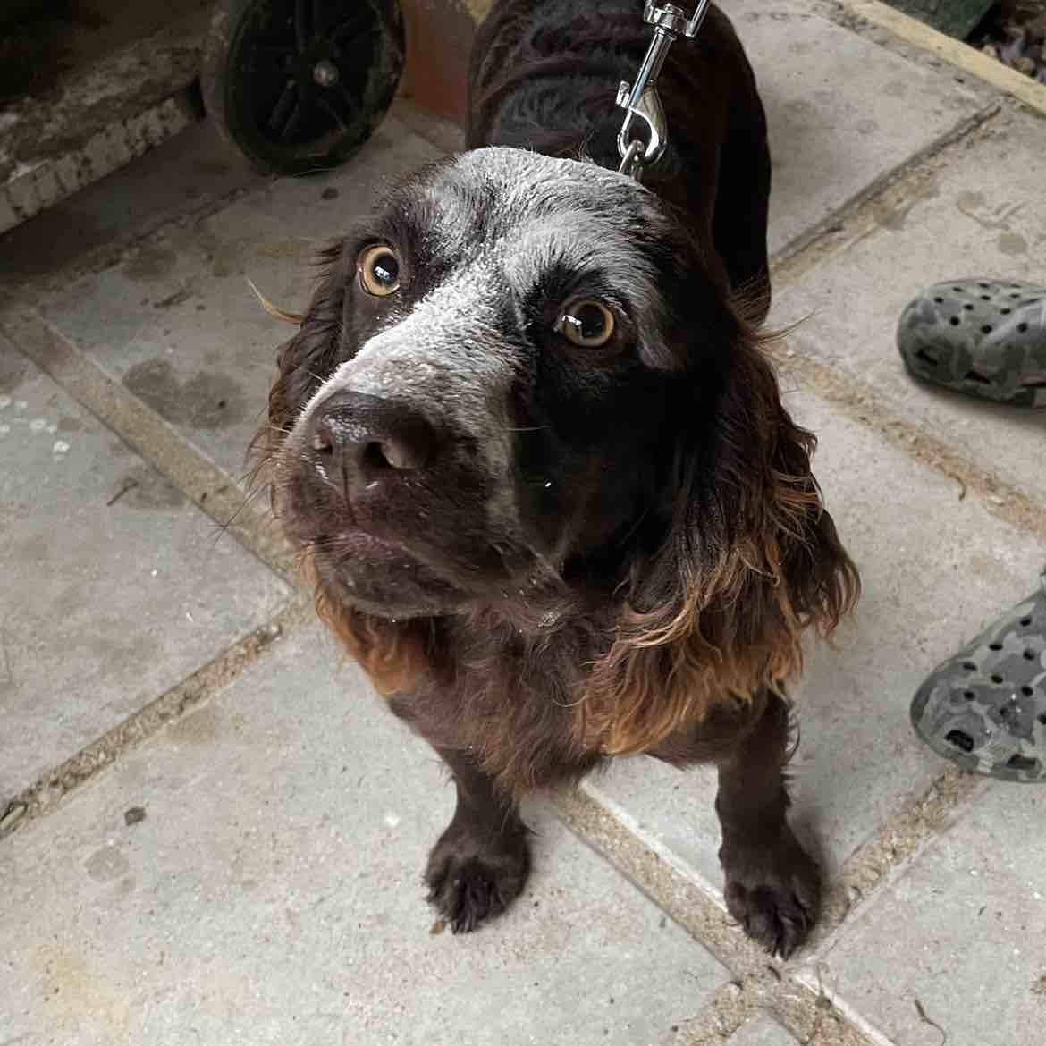 A picture of Oakley, a 2 years 11 months old Other dog.