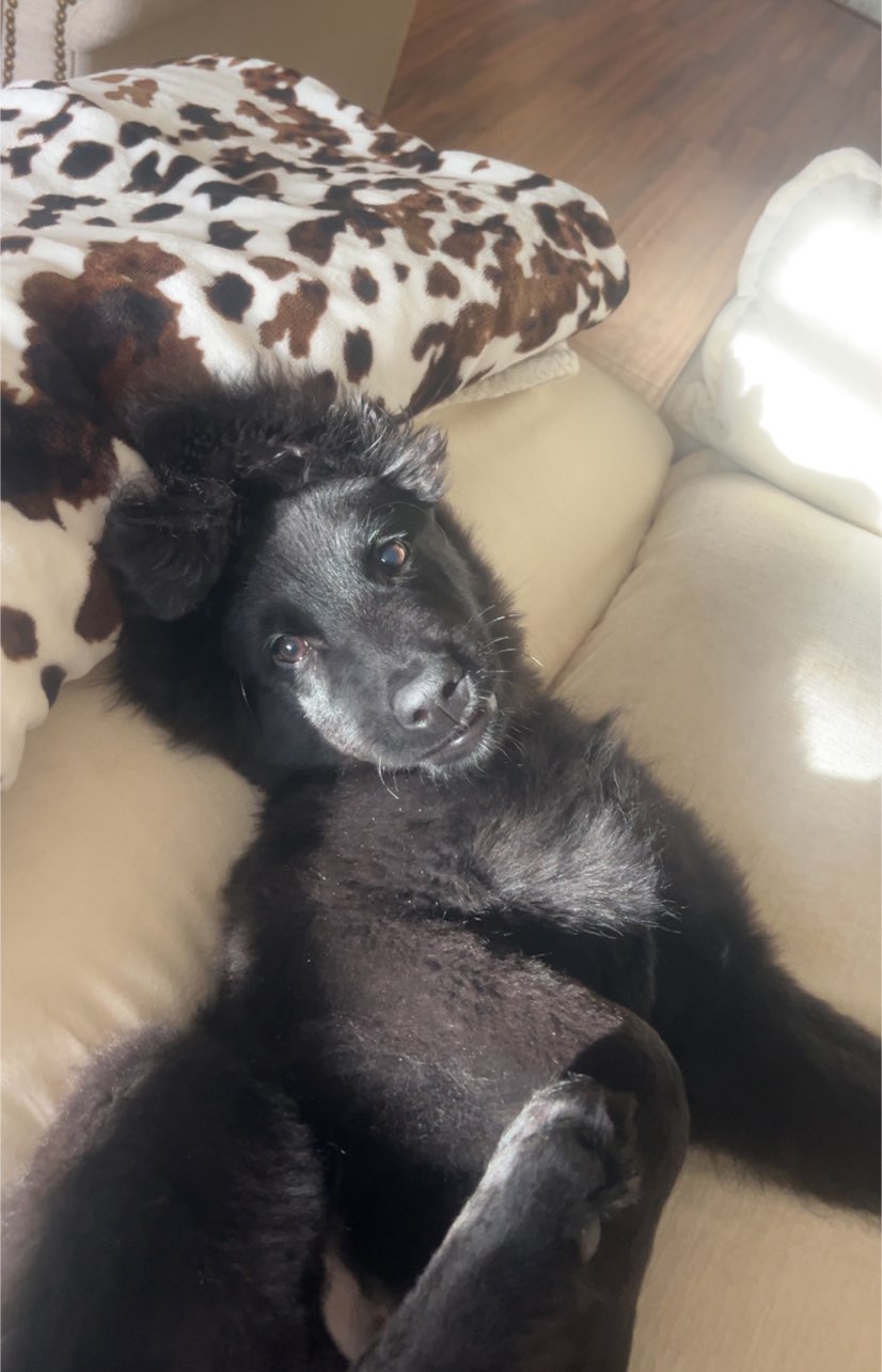 A picture of Whiskie, a 5 months old Other Mix dog.