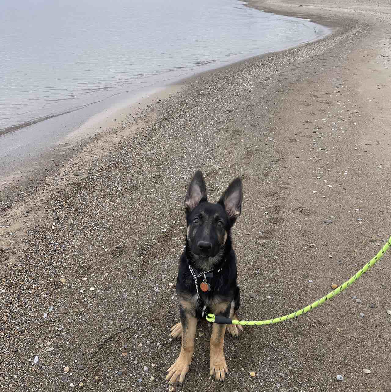 A picture of Banks, a 2 years 11 months old Other dog.