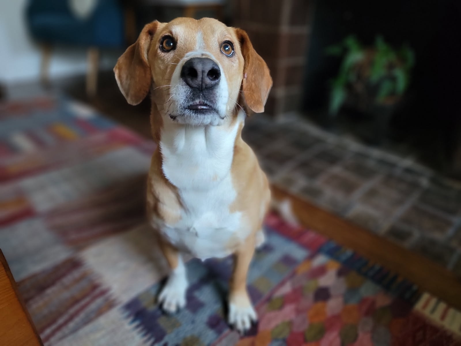 A picture of Ella, a 4 years 4 months old Other Mix dog.