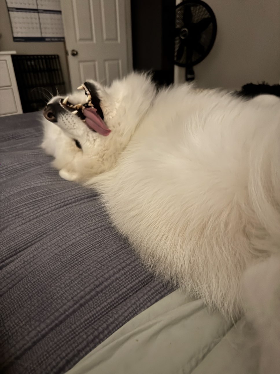 A picture of Winslo, a 2 years 6 months old Other dog.