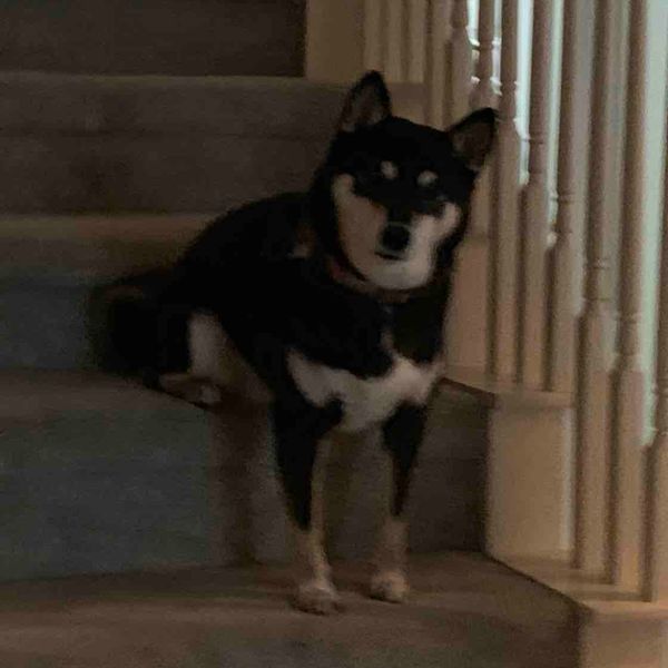 Ahsoka Fi Smart Dog Collar