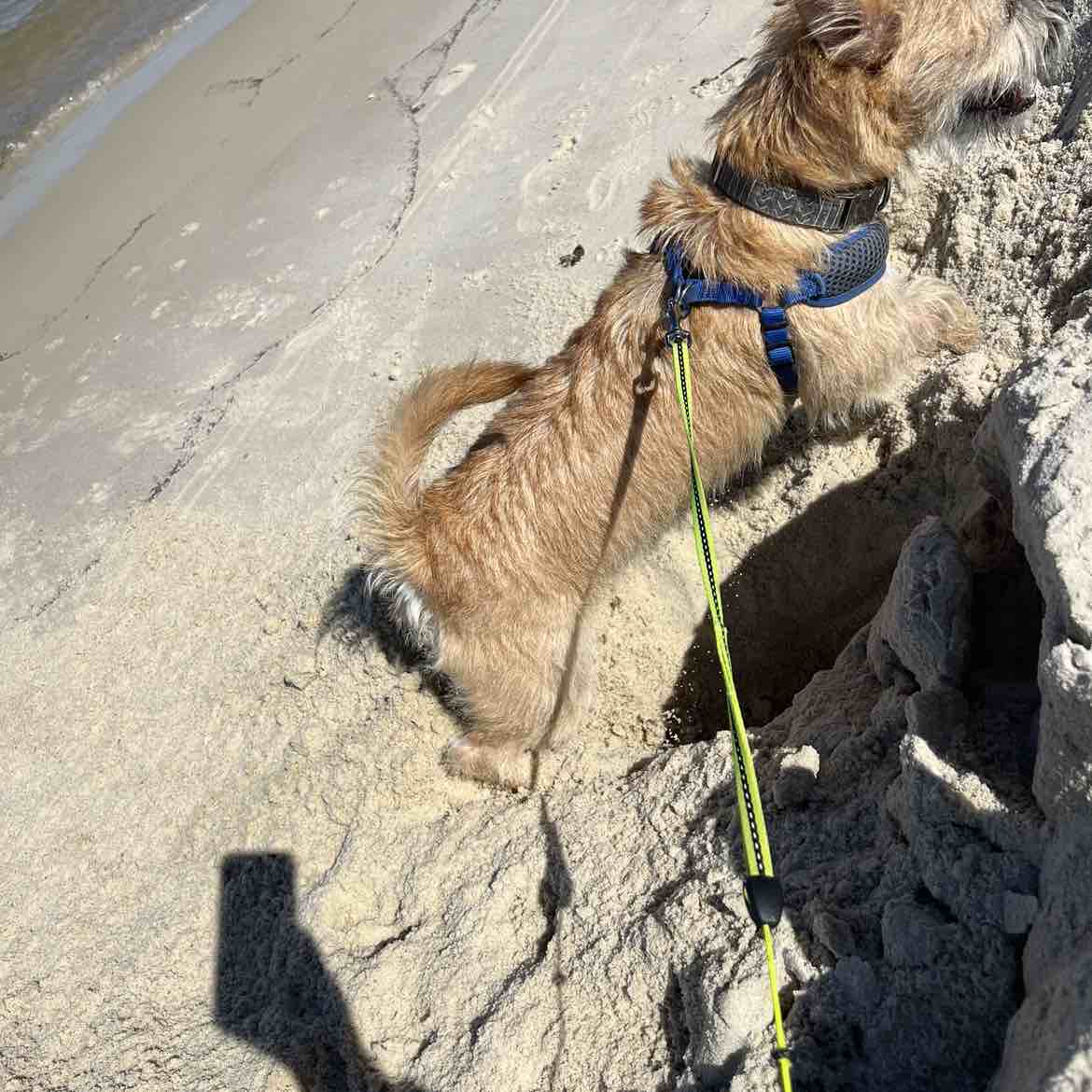 A picture of Willie (Rex) Ott, a 2 years 7 months old Other Mix dog.