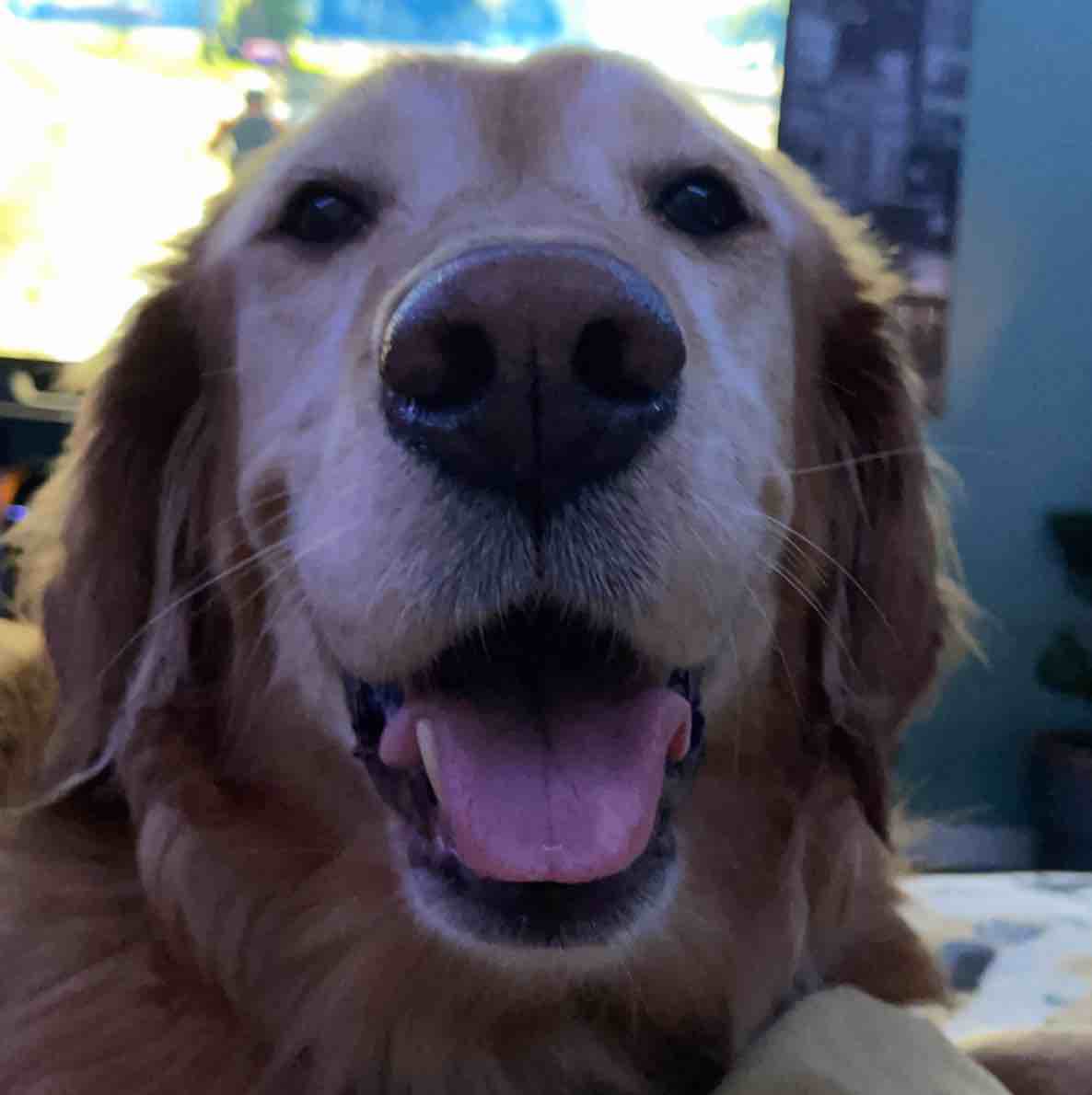 A picture of Dallas, not Texas, a 11 years 8 months old Other dog.