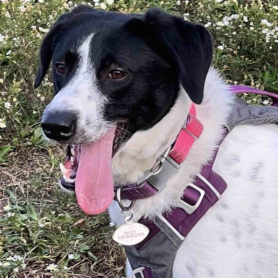 A picture of Mazey, a 4 years 6 months old Border Collie Mix dog.
