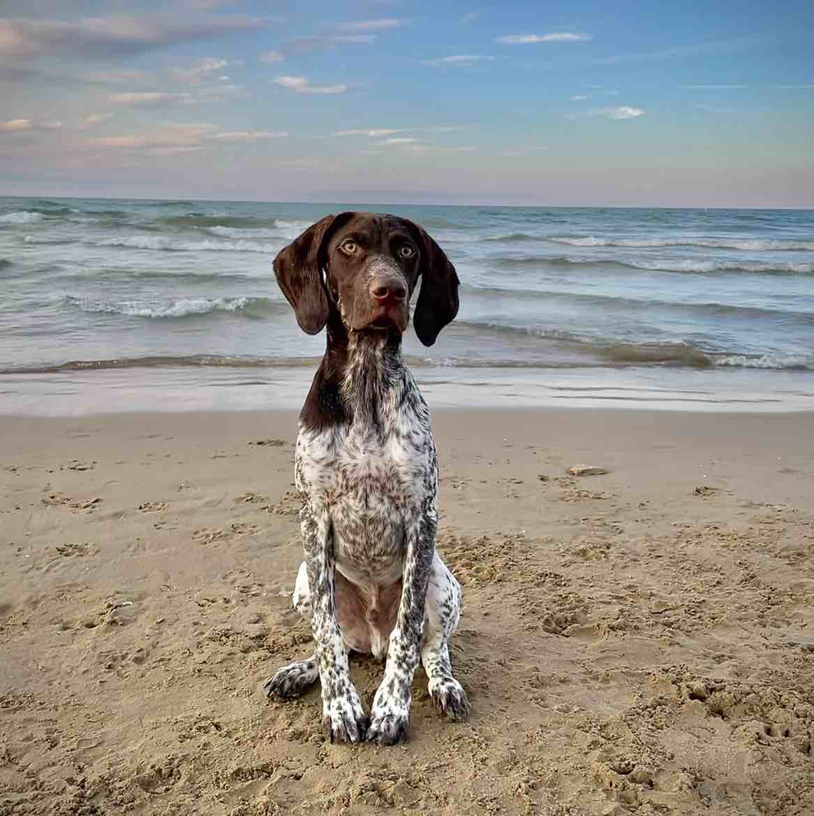 A picture of Calupoh, a 4 years 4 months old Other dog.