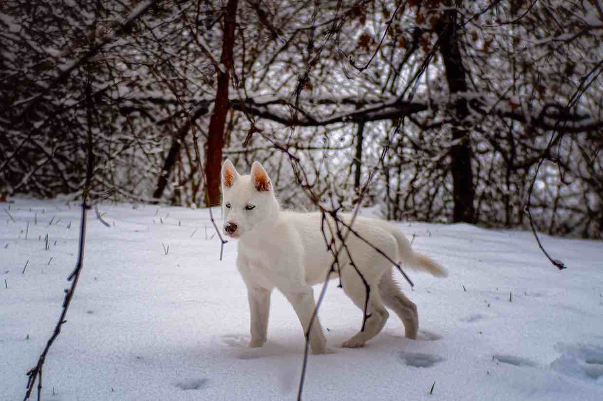 A picture of Himawari, a 4 years 10 months old Other dog.
