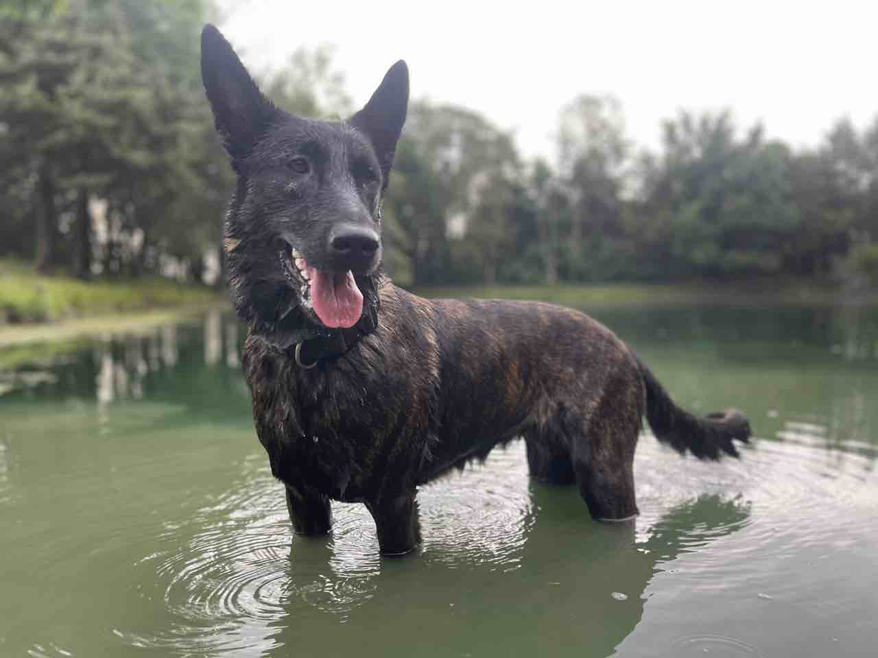 A picture of Mina, a 3 years 6 months old Other dog.