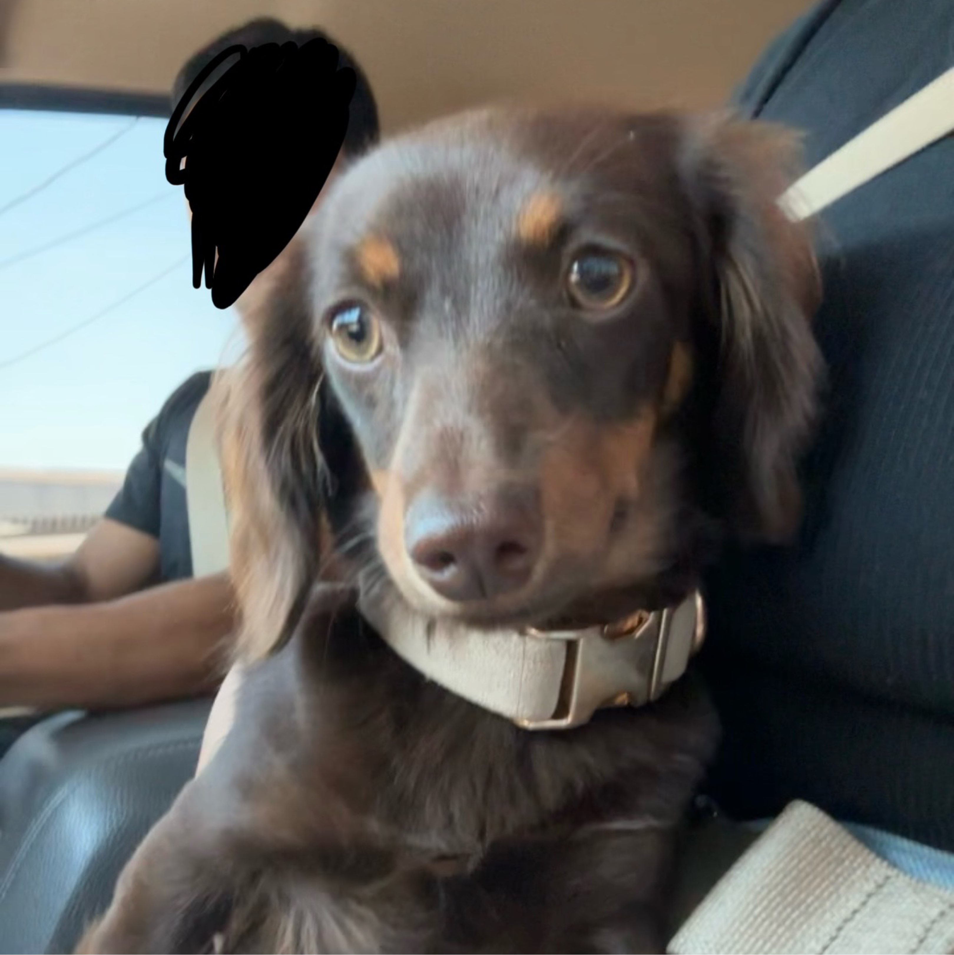 A picture of Cleo, a 9 months old Other dog.