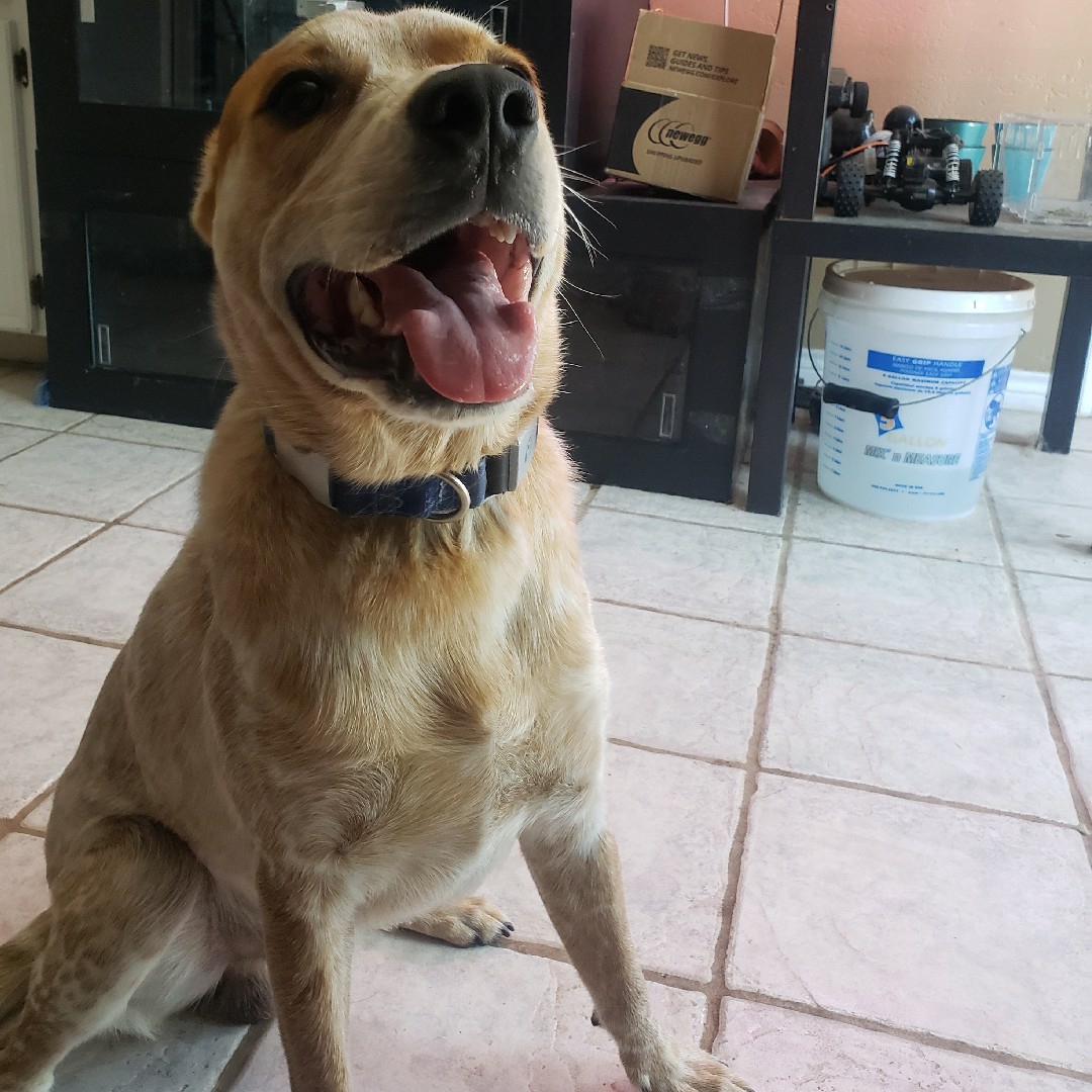 A picture of Pluto, a 4 years 3 months old Other Mix dog.