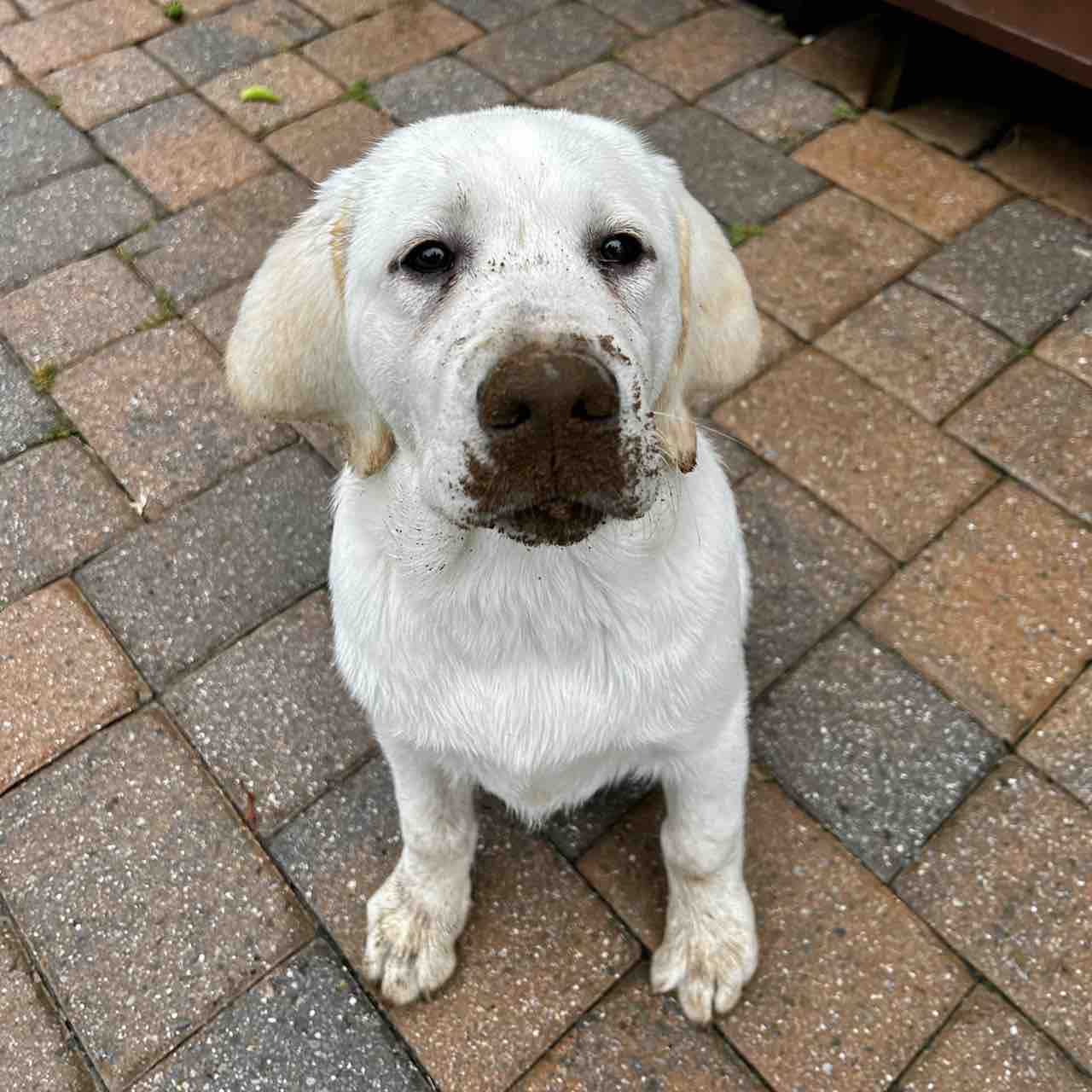 A picture of Sergeant (Sarge), a 3 years 2 months old Other dog.
