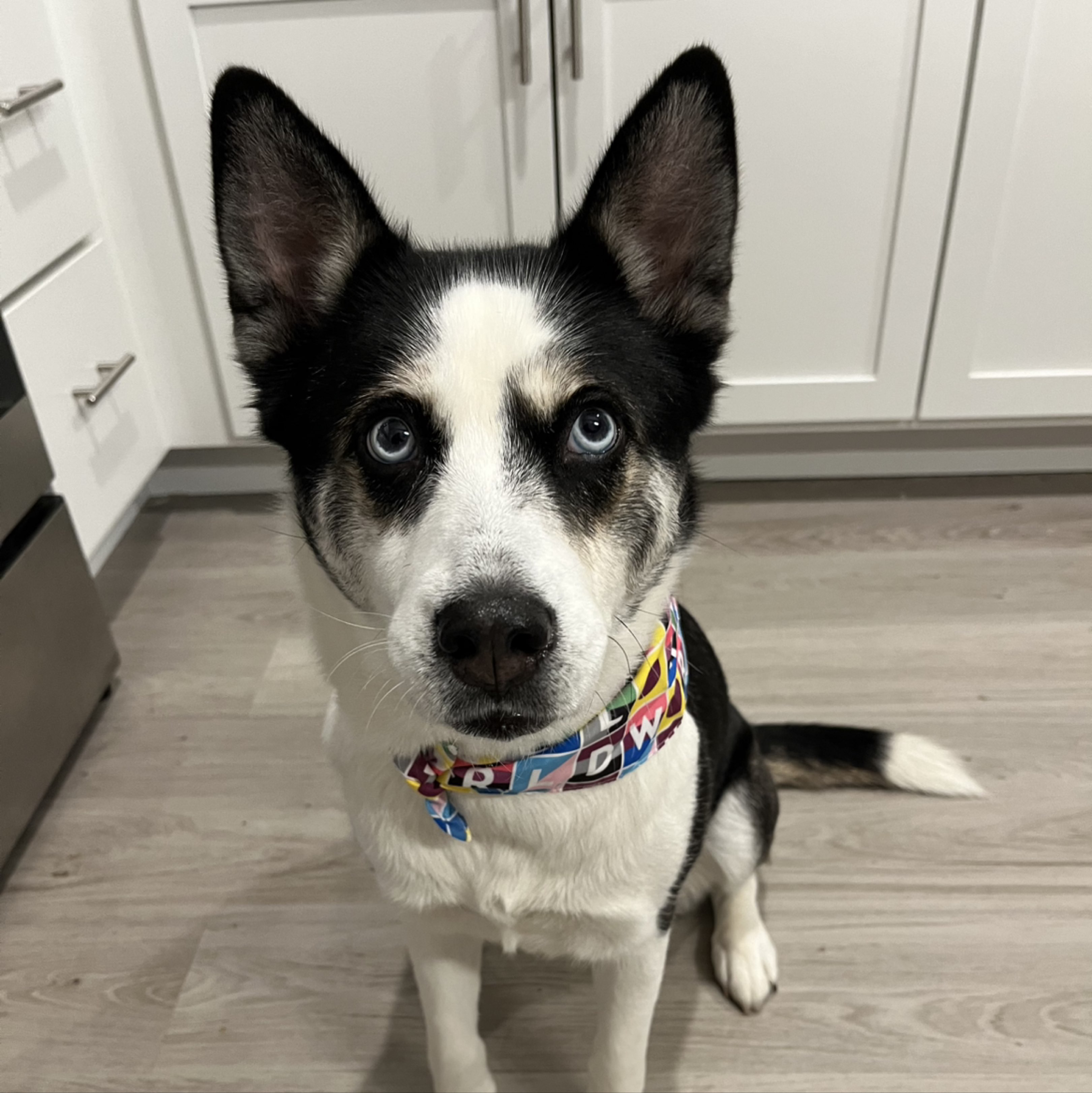 A picture of Ranni, a 5 years 2 months old Other Mix dog.
