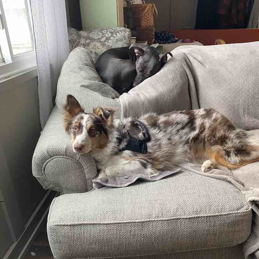 A picture of Luna Lynn, a 5 years 11 months old Other Mix dog.