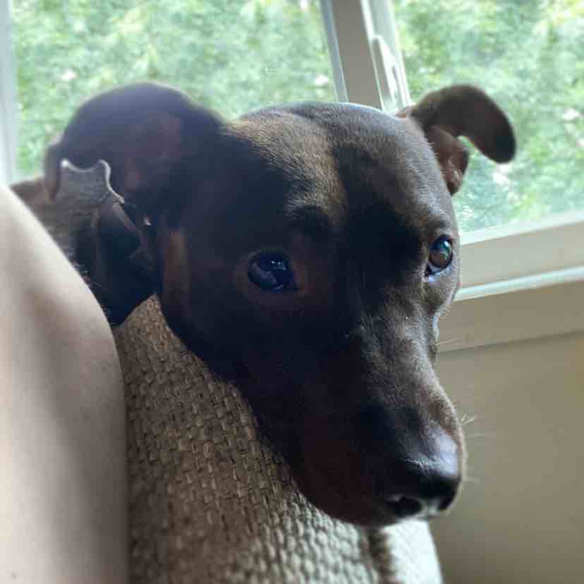 A picture of Luna Lynn, a 5 years 11 months old Other Mix dog.
