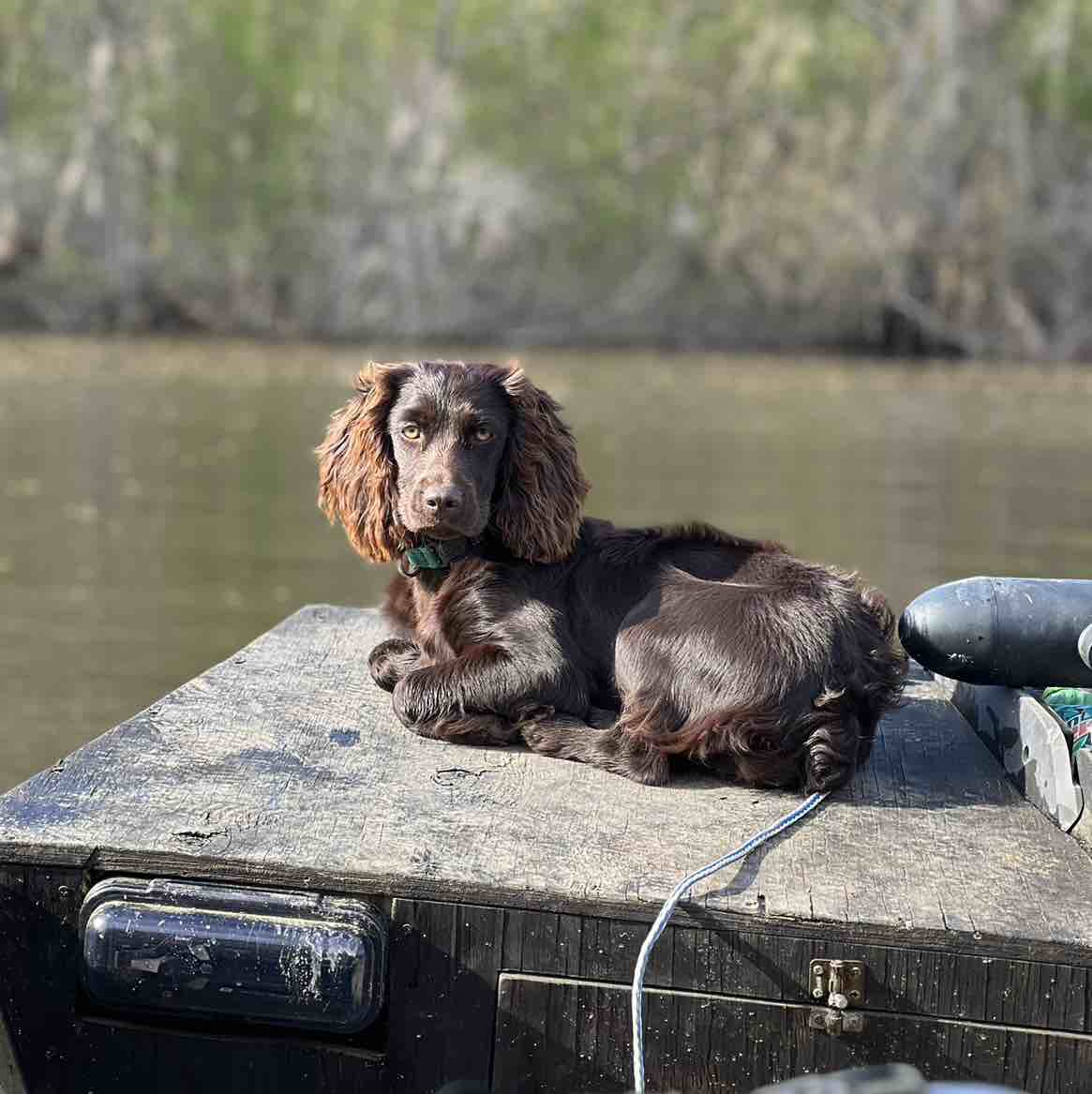 A picture of Oakley, a 2 years 11 months old Other dog.