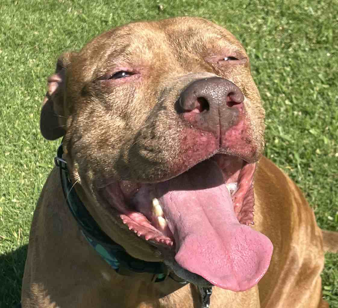 A picture of Frisco, a 7 years 2 months old Other Mix dog.