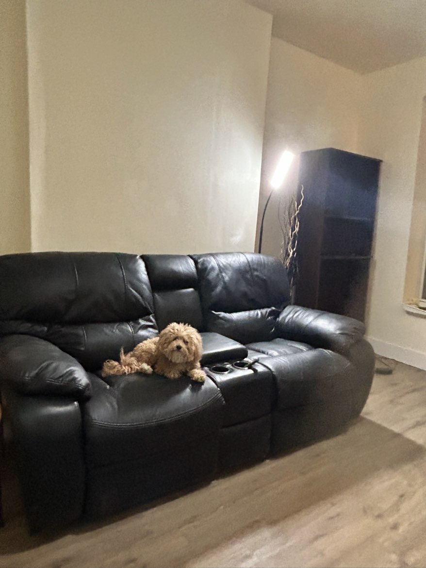 A picture of Mena, a 4 years 11 months old Other dog.
