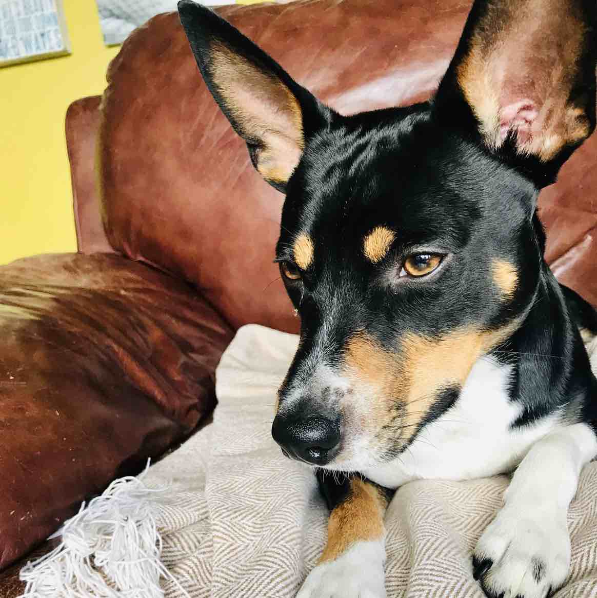 A picture of Mac Dré, a 4 years 8 months old Other dog.