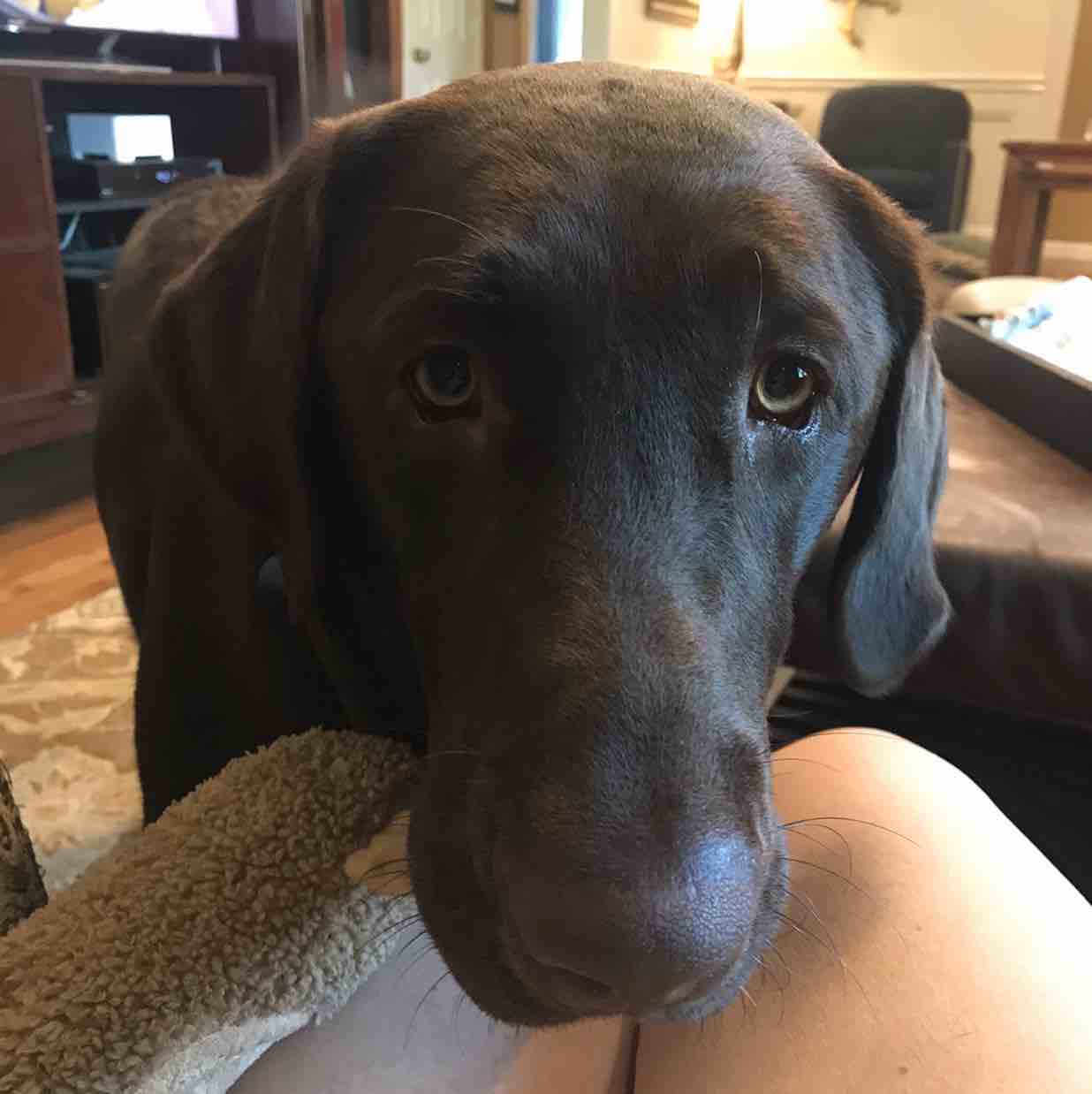 A picture of Virgil, a 3 years old Other dog.