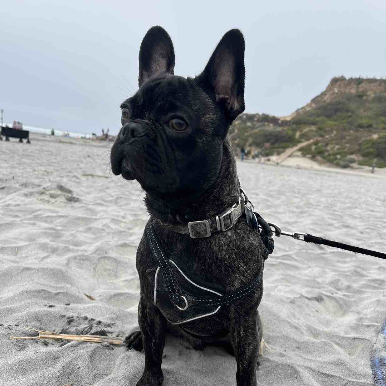A picture of Kitako, a 3 years 2 months old Other Mix dog.