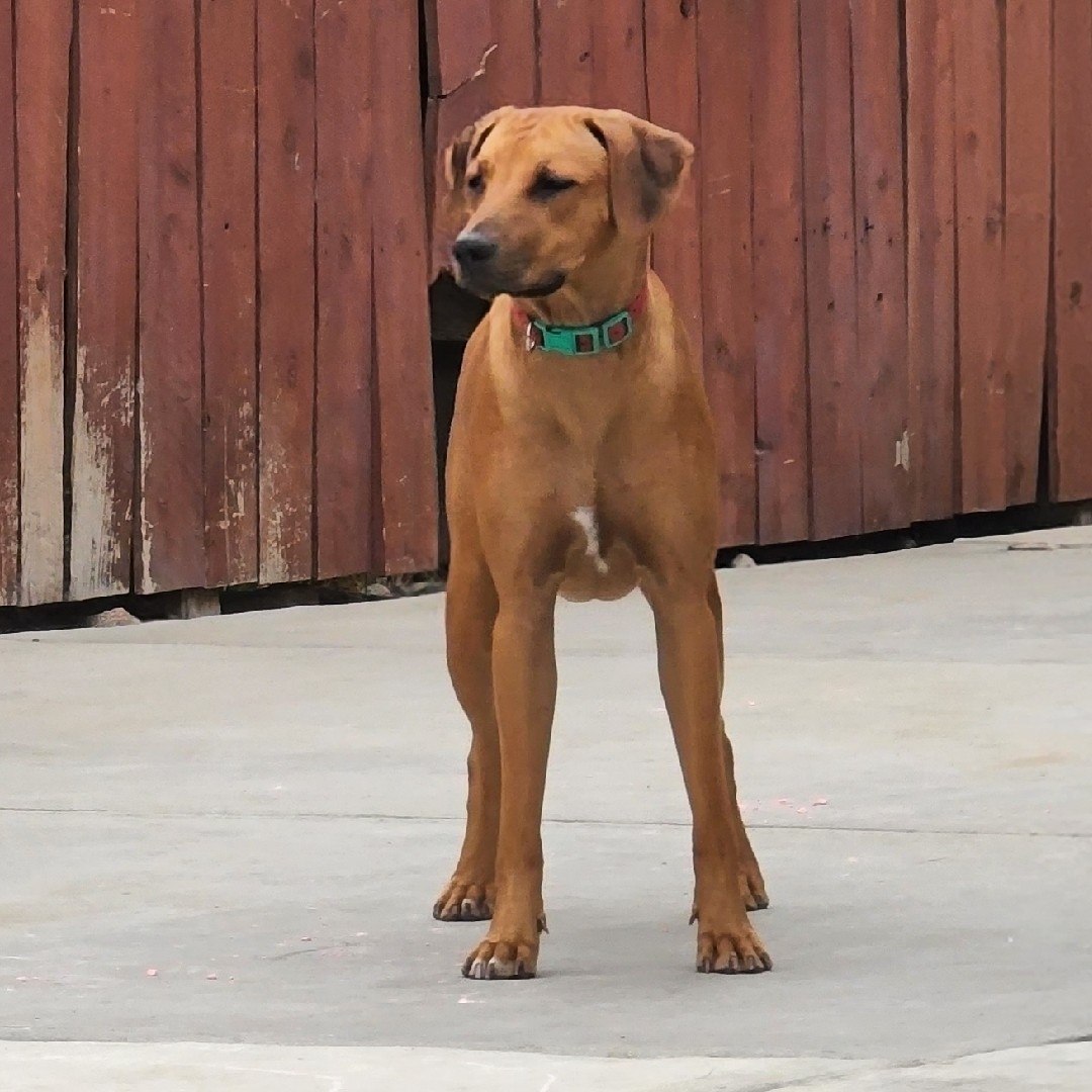 A picture of Sahara, a 3 years 11 months old Other dog.