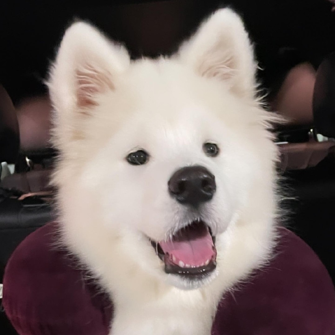 A picture of Conan, a 3 years 4 months old Other dog.