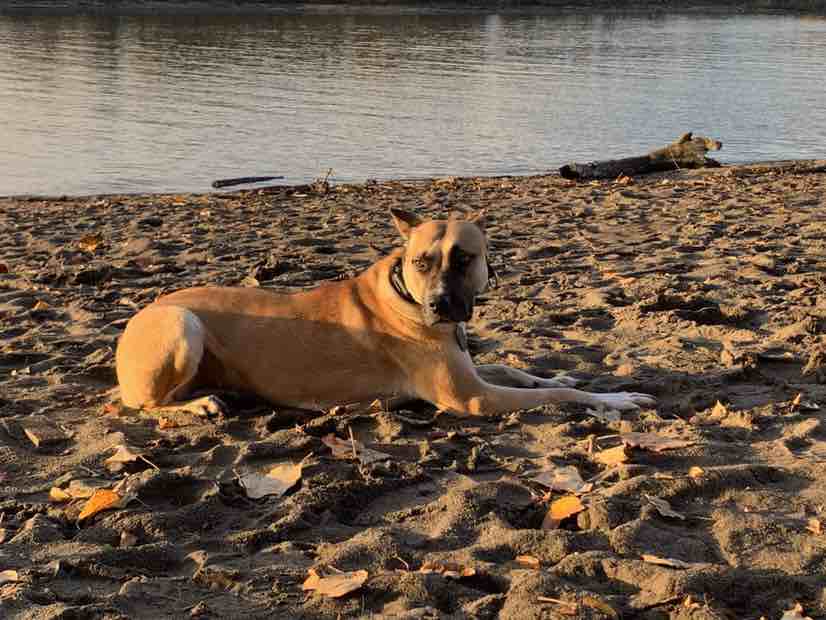 A picture of Rona, a 5 years 1 month old Other dog.