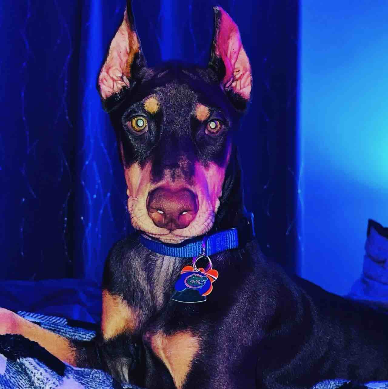 A picture of Zeus, a 2 years 6 months old Other dog.