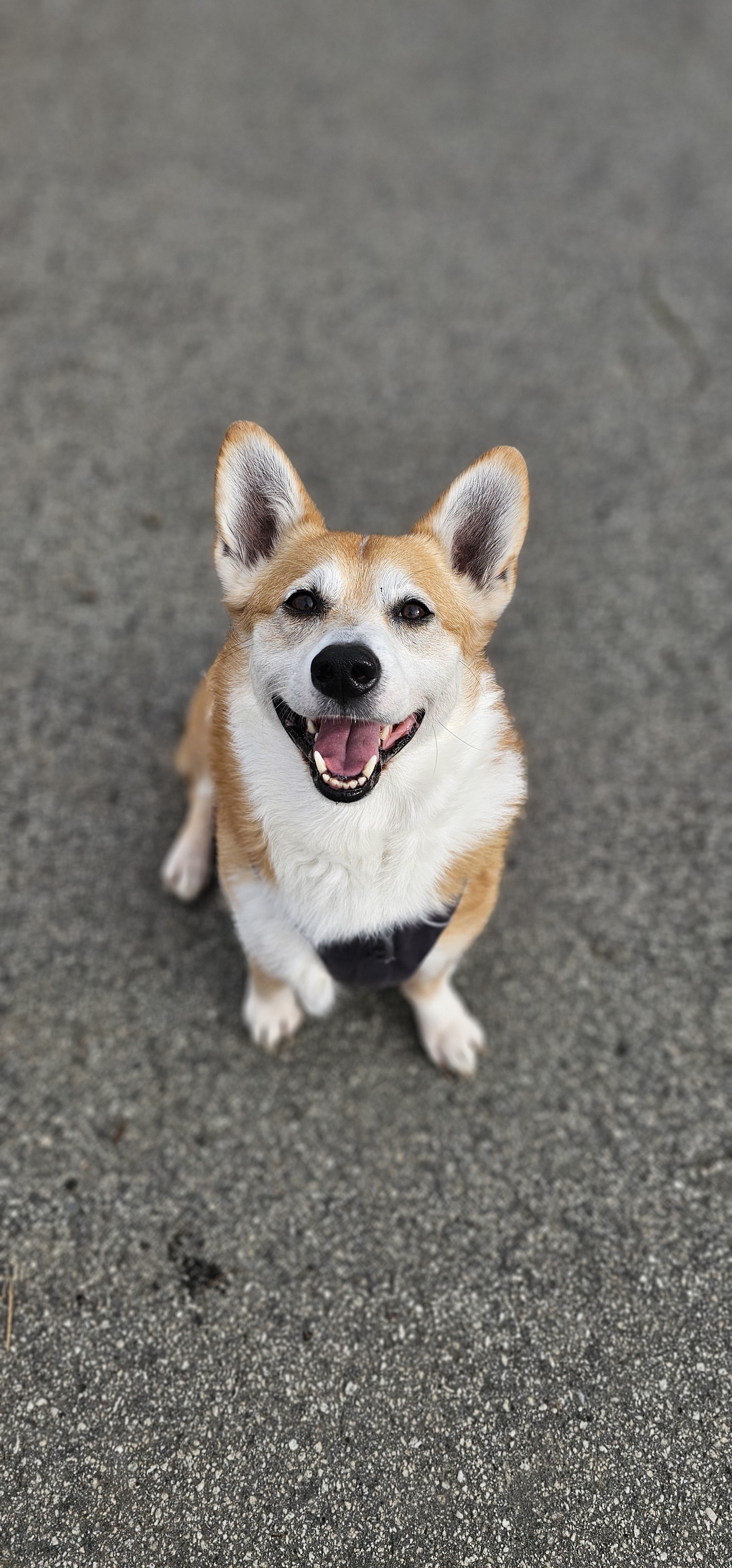 A picture of KODA, a 5 years 4 months old Pembroke Welsh Corgi dog.