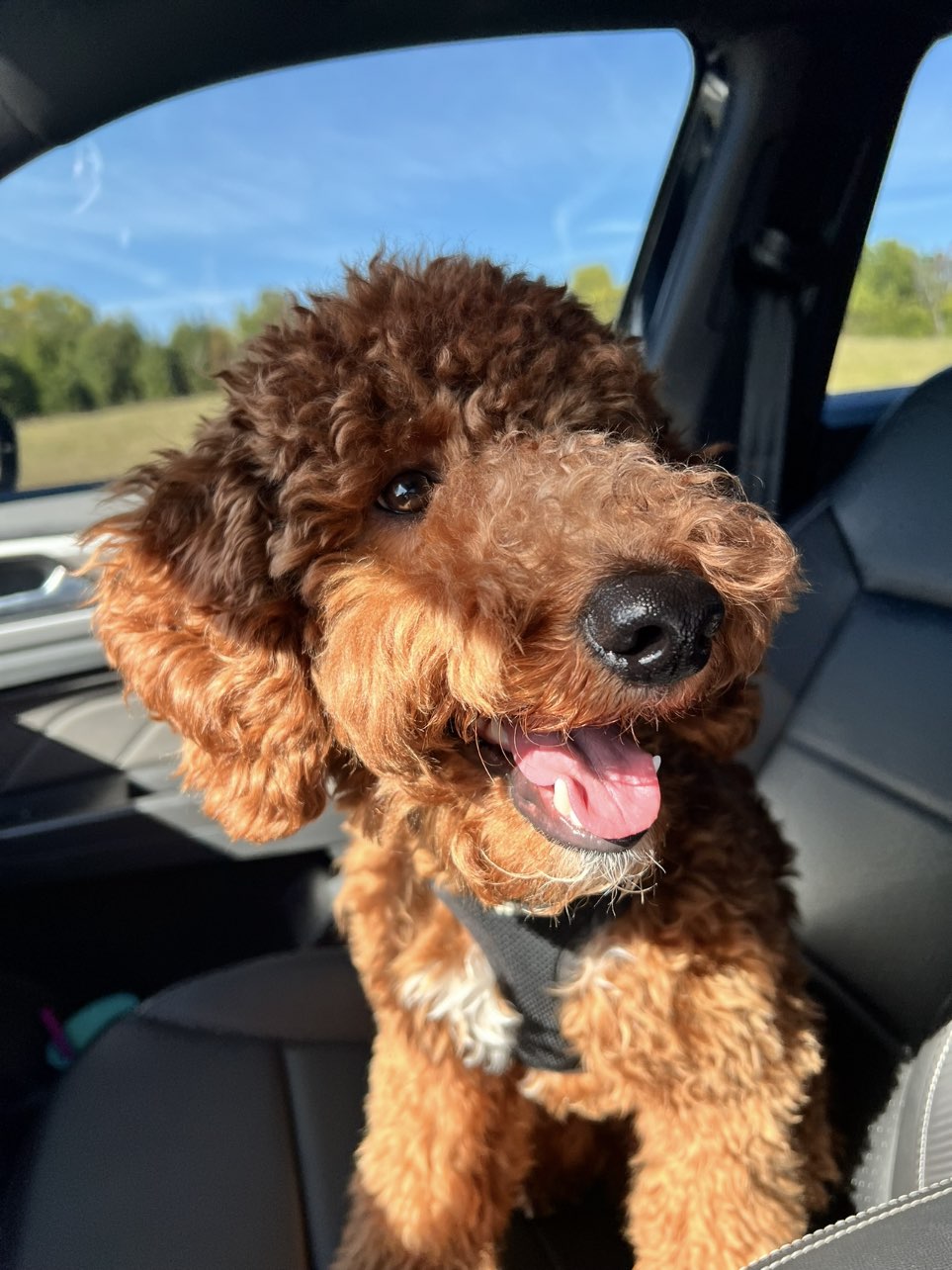 A picture of Finn, a 1 year 5 months old Other Mix dog.