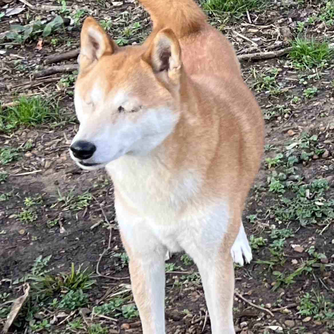 A picture of Saiya, a 12 years 2 months old Other dog.