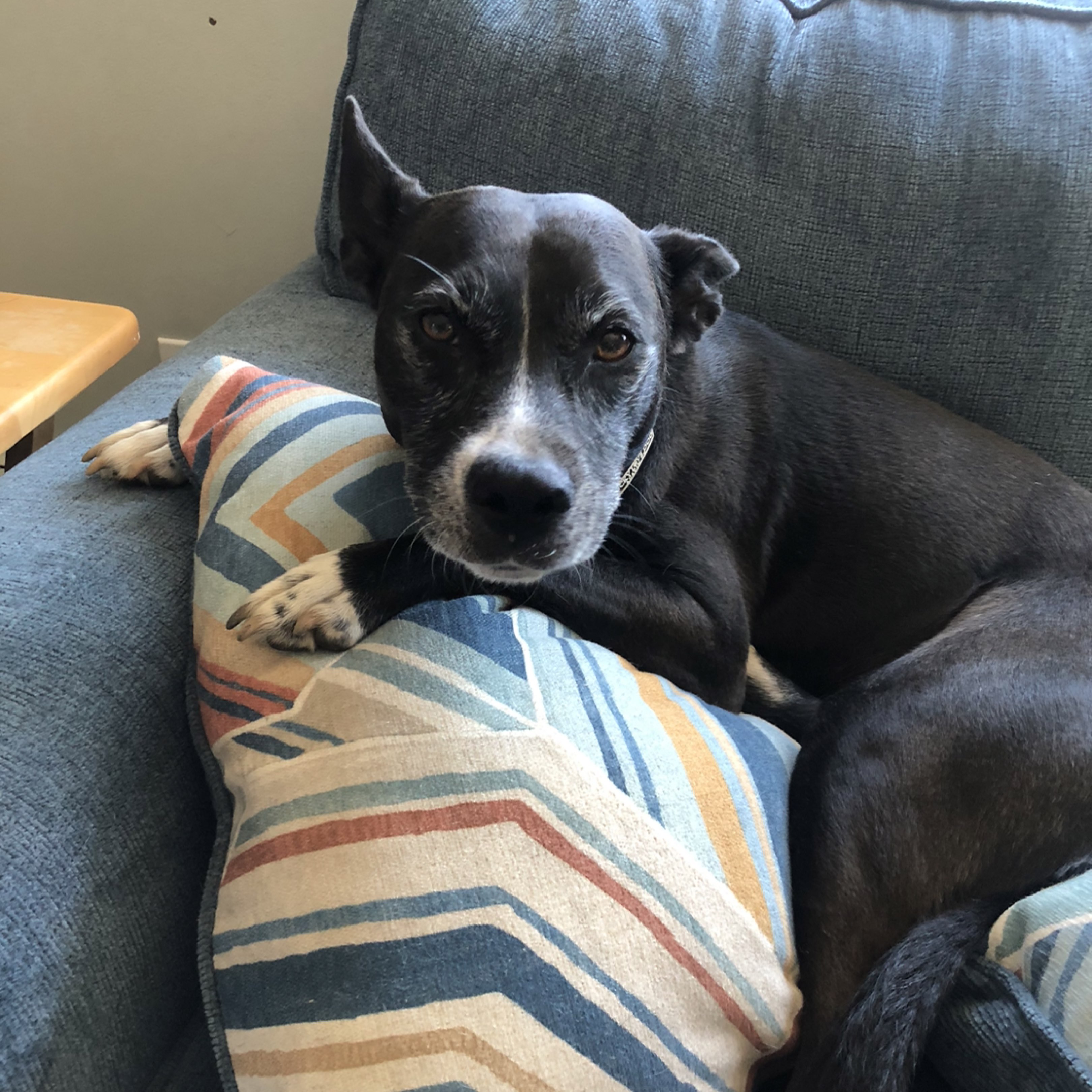 A picture of Mabel Ortiz, a 8 years 6 months old Basenji Mix dog.
