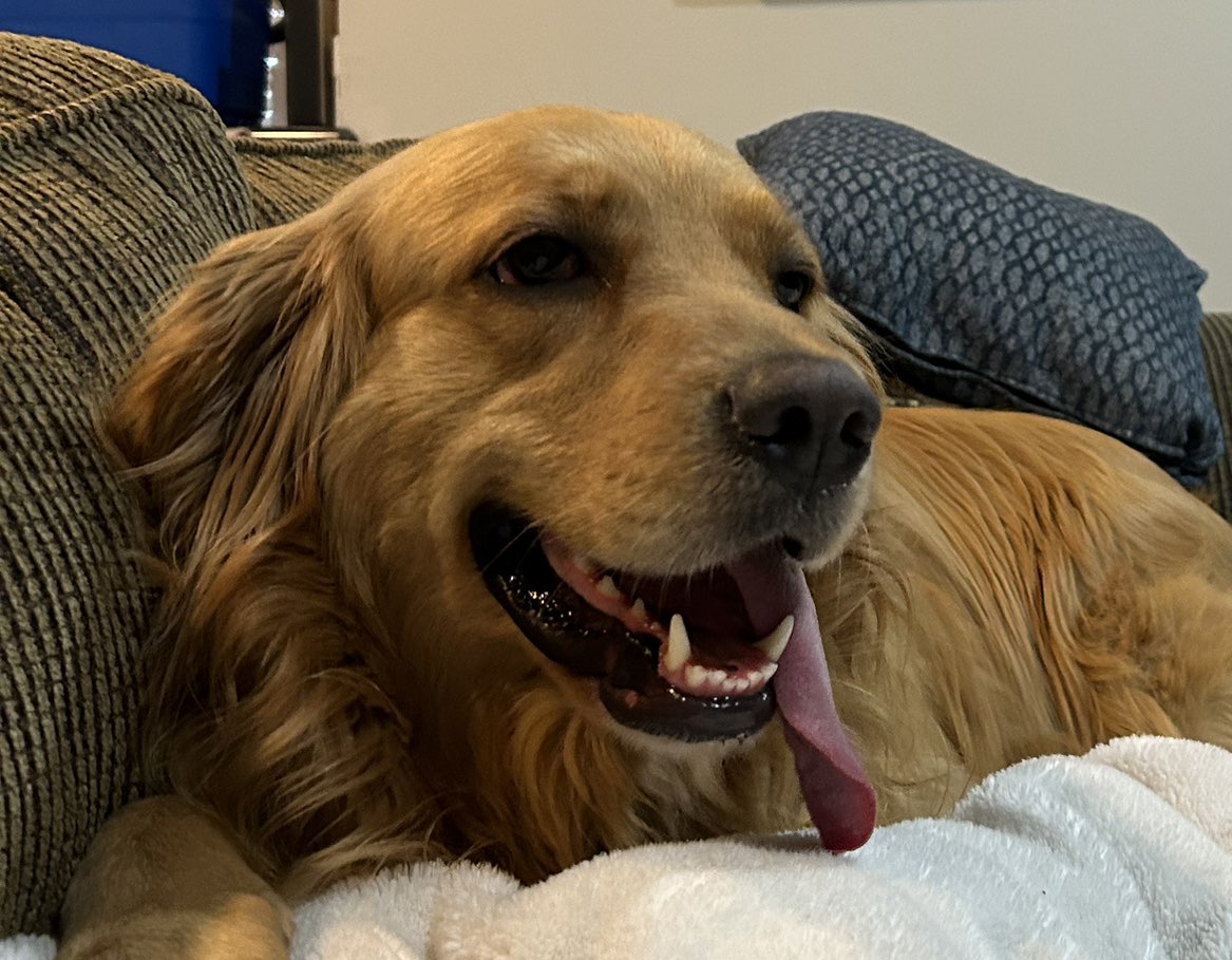 A picture of Moose, a 3 years 11 months old Other dog.